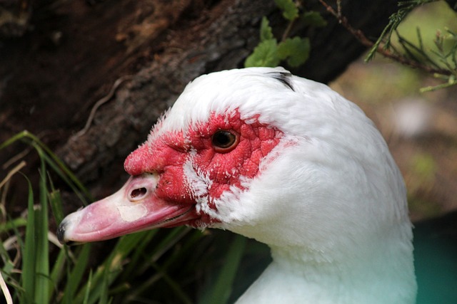 帕尔梅拉斯 帕尔梅拉斯