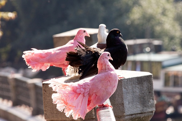 俱乐部的收 俱乐部的收